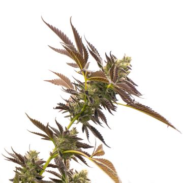 Gelato Auto Fem