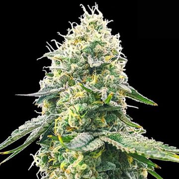 Gelato Face Off Photo Fem