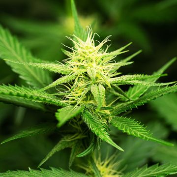 Gelato Fast Photo Fem