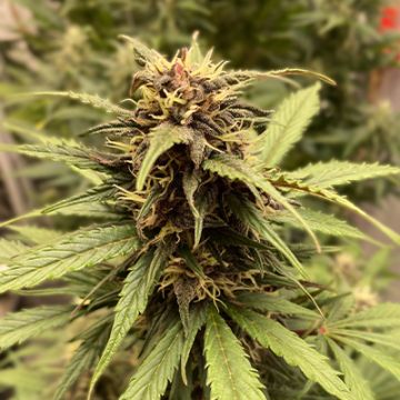 Gelato Glue Auto Fem
