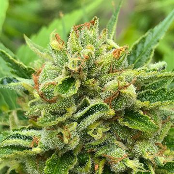 Gelato Primate Glue Photo Fem