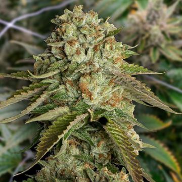Gelato Kosher Kush Photo Fem