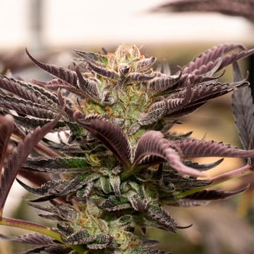 Gelato Photo Fem
