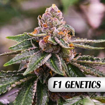 Gelato Purple Punch F1 Auto Fem