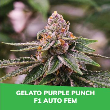Gelato Purple Punch F1 Auto Promo Card
