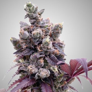 Gelato Rosetta Stone Photo Fem