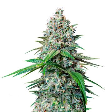 Gelato Scout Cookies Photo Fem