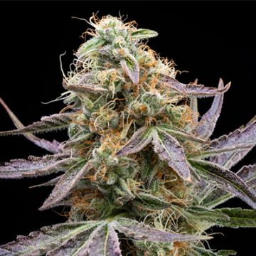 5 pack - Gelonade Photo Fem - Free Seeds