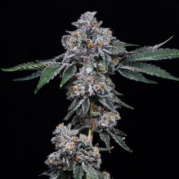 Georgia Pie Photo Fem