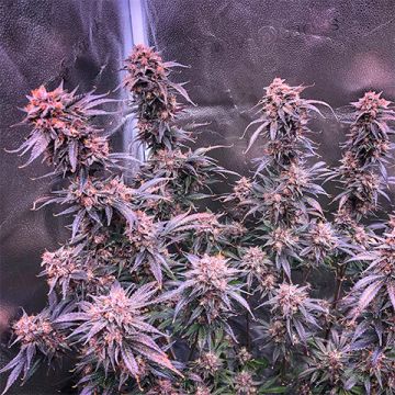 Ghost OG Photo Fem