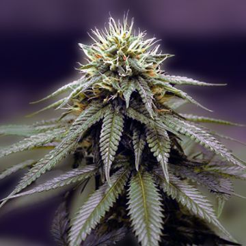 Ghost Train Haze Photo Fem