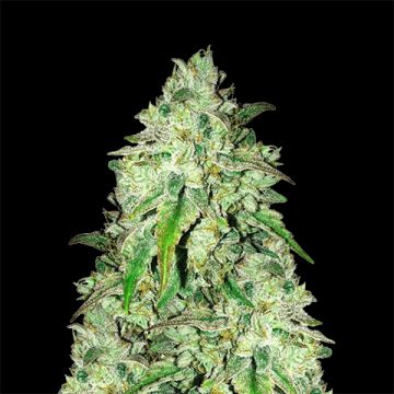 Girl Scout Cookies Fast Photo Fem