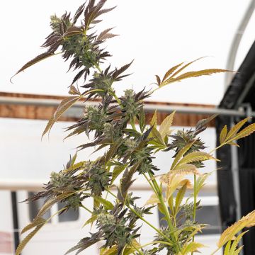 Girl Scout Cookies Photo Fem