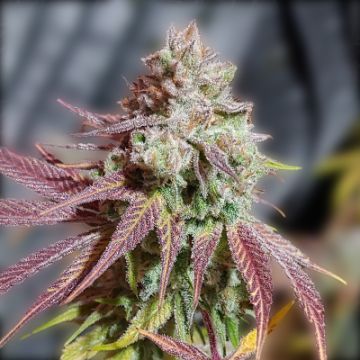 Girl Scout Cookies Photo Reg