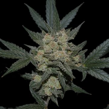 Girl Scout Skywalker Photo Fem