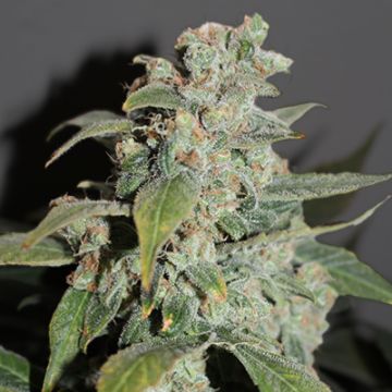 Girl Scout Somango Auto Fem