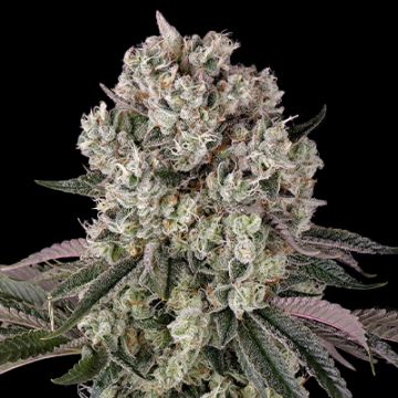 Glookies Auto Fem