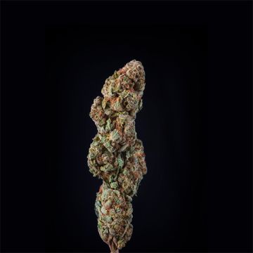 God Bud Photo Reg