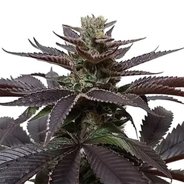 Goji OG Photo Fem