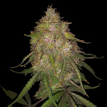 Gold Leaf Auto Fem
