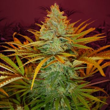 Golden Goat Photo Fem