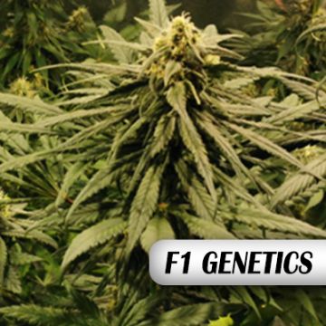 Primate Glue F1 Auto Fem