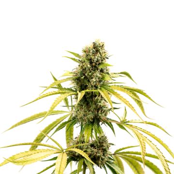 GG4 Photo Fem