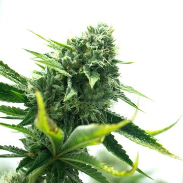 Sister Glue Lemon Photo Fem