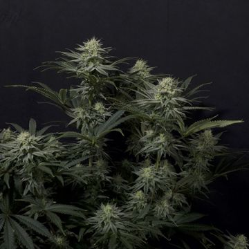 5 pack - GG4 Sherbet Fem - Free Seeds