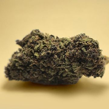 Primate Kush Auto Fem