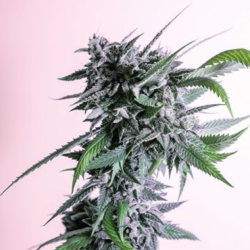 Primate Lemon Fire Photo Reg