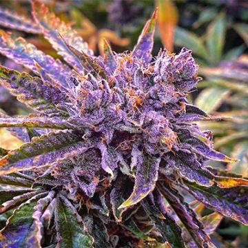 Primate Purple Auto Fem
