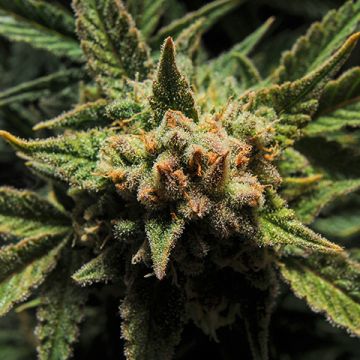 Primate Scout Cookies Photo Fem
