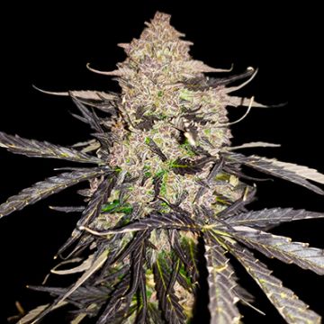 Primate Sherbet Photo Fem
