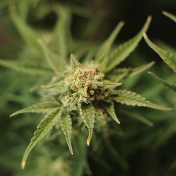 Primate Tangie Photo Reg