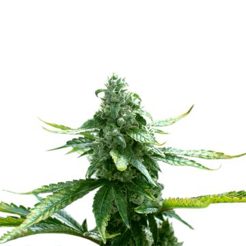 Primate Zkittles Photo Reg