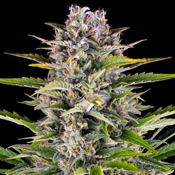 Primate Zkittlez Auto Fem