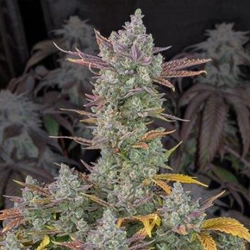 Primate Zookies Auto Fem