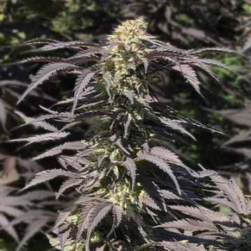 Grandaddy Black Photo Fem