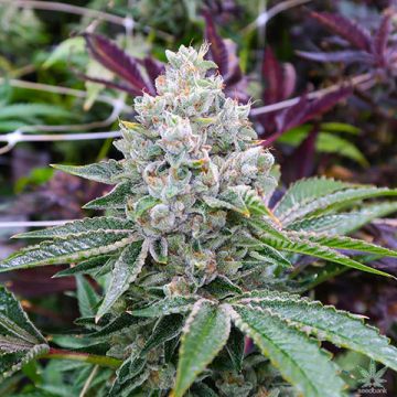 Grandaddy Do Si Dos Photo Fem