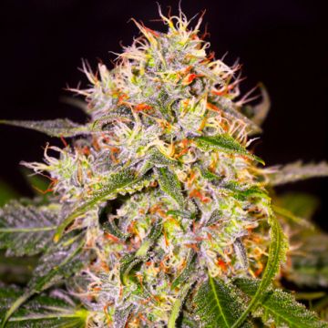Grandaddy Primate Auto Fem