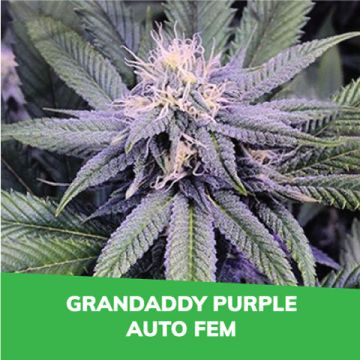 Grandaddy Purple Auto Promo Card