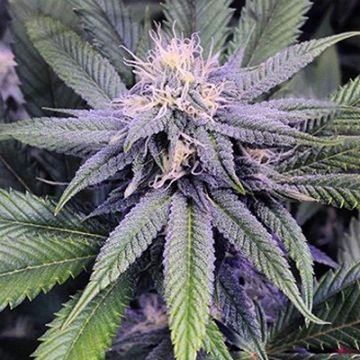 5 Pack - Grandaddy Purple Auto Fem - Free Seeds
