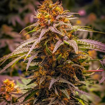 Grandaddy Purple Fast Photo Fem