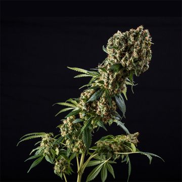 Grandaddy Purple Photo Fem