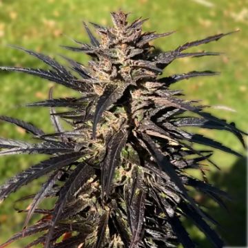 Grape Ape Auto Fem