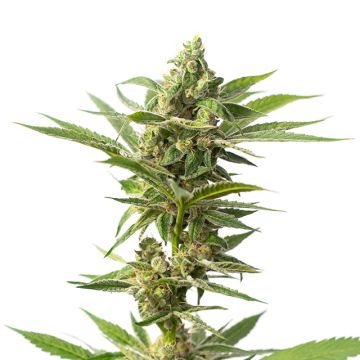 Grape Ape Photo Fem