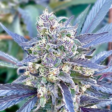 Grape Killer 99 Photo Fem