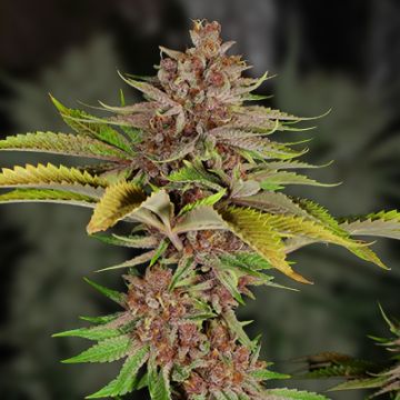 Grape Killer Fast Photo Fem