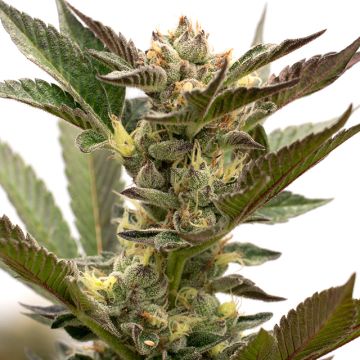 Grapefruit Auto Fem